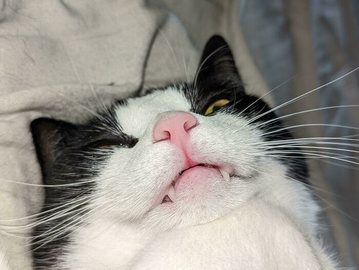Silly derpy cat lying on a blanket with a pink nose and teeth showing in a close-up funny cat picture.