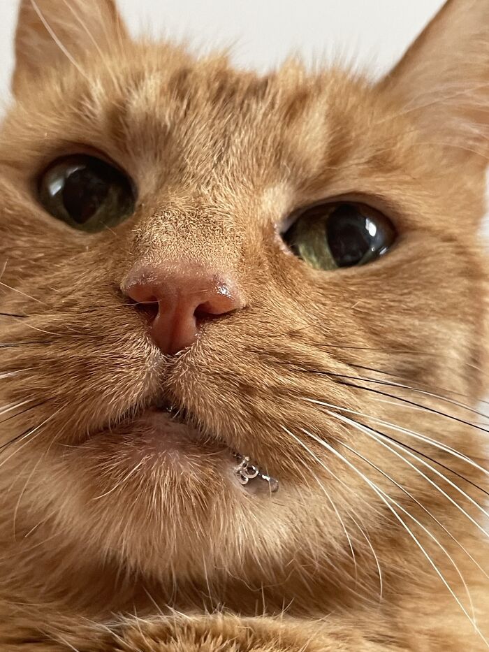 Close-up of a silly derpy cat face with large eyes and a slightly open mouth showing quirky expression.