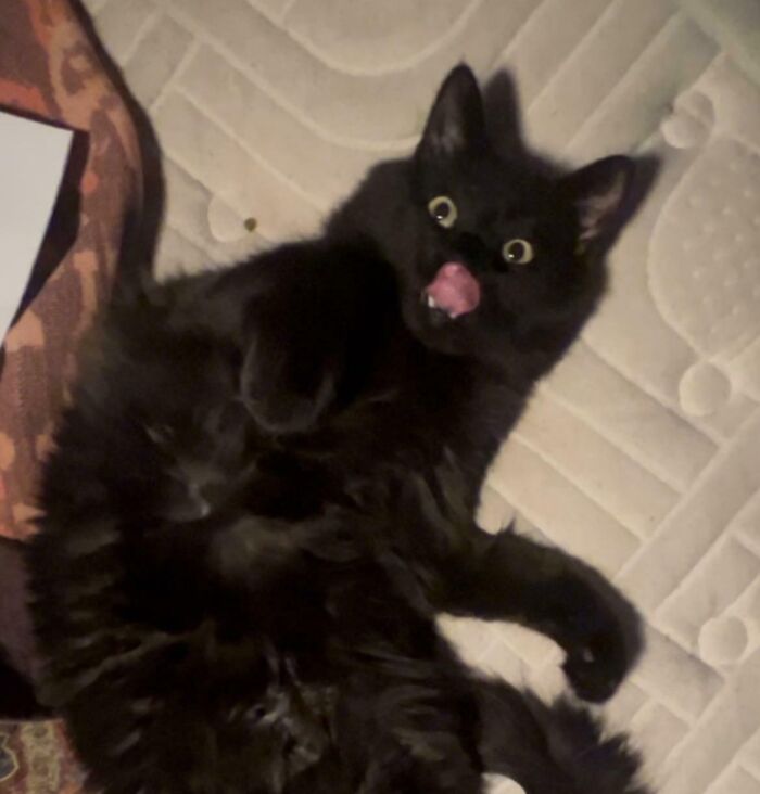 Black cat lying on its back with wide eyes and tongue out in a silly derpy cat picture indoors on a mattress.