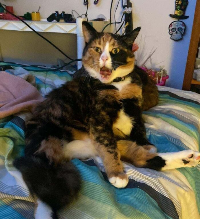 Calico cat with a silly derpy expression sitting awkwardly on a colorful striped bedspread at home.