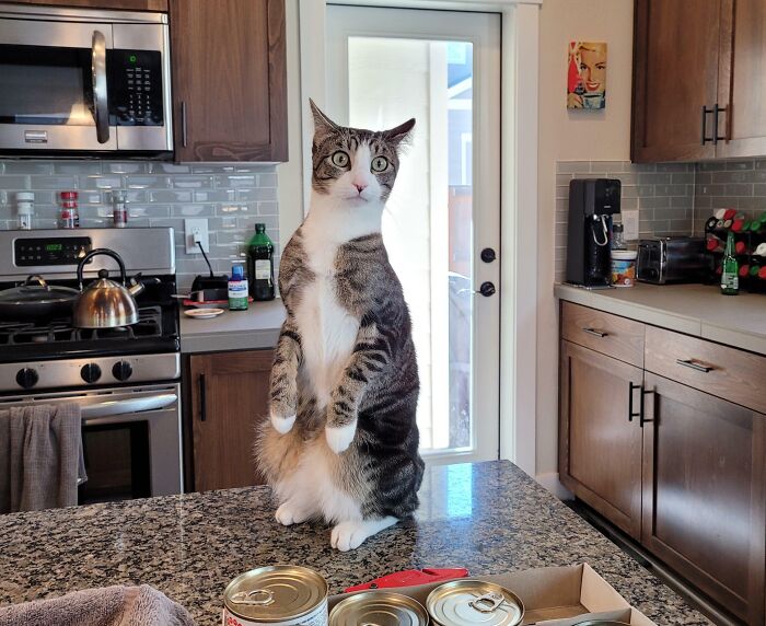 Tabby cat standing with a silly derpy expression on kitchen counter near canned food and modern appliances.