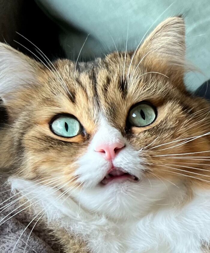 Close-up of a silly derpy cat with bright blue eyes and a slightly open mouth showing its quirky expression.