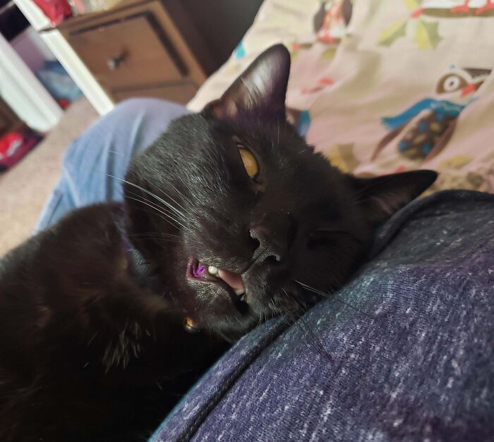 Black cat with silly derpy expression lying on a person, showing crooked teeth and half-closed eyes indoors.