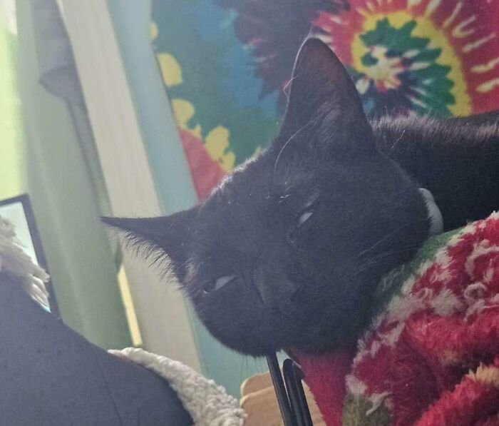 Black cat with half-closed eyes resting on colorful, patterned blankets in a cozy indoor setting, showing silly derpy expression.