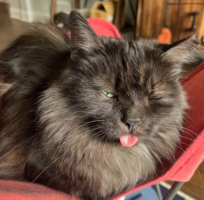 Fluffy dark cat with green eyes sticking out tongue in a silly derpy cat moment on a red chair indoors.