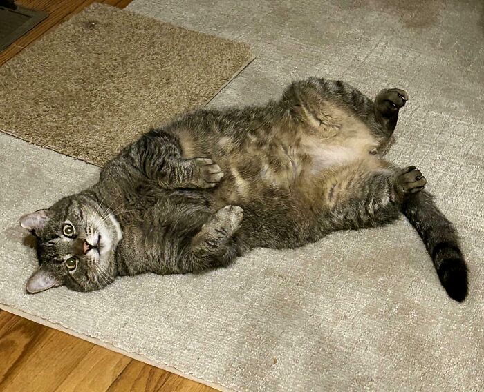 Tabby cat lying on its back on a carpet with a silly derpy expression, capturing funny cat moments.