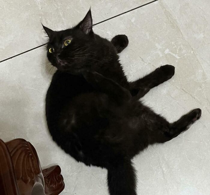 Black cat lying on a tiled floor with wide eyes and a silly, derpy expression in a playful pose.