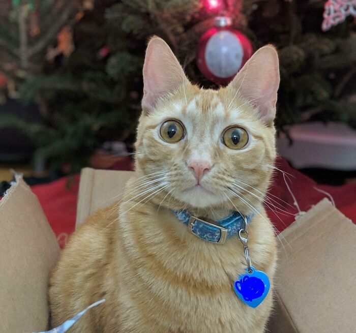 Orange cat with wide eyes wearing a collar, sitting inside a cardboard box with holiday decorations in the background.