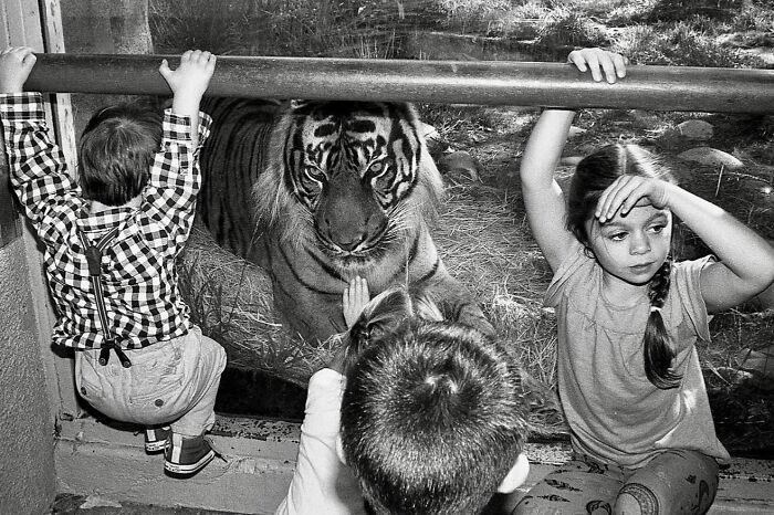 Black and white street photo of children interacting with a tiger behind glass capturing life exactly as it happens.