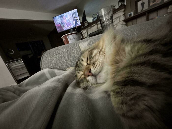 Close-up of a cat sleeping on a couch with a TV and snacks in the background, capturing unfortunate events vibe.