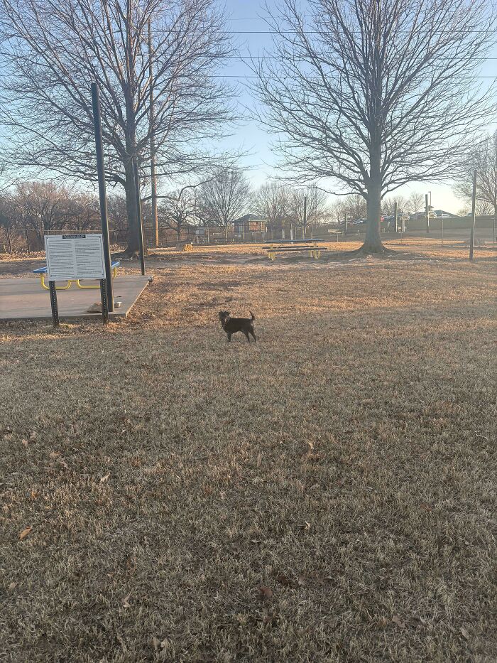 Small black dog standing alone in an empty park with leafless trees under a clear sky, capturing unfortunate events.