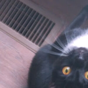 cheryltarnowskirawlings avatar