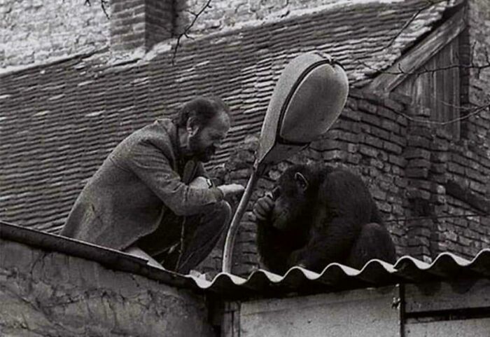 Black and white historical photograph of a man interacting with a chimpanzee on a rooftop, depicting a world you'd hardly recognize today