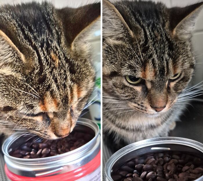 Close-up of a cat looking frustrated next to an open can of beans, a humorous unfortunate event captured.