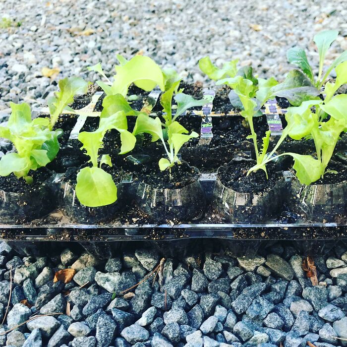 Seedlings growing in a plastic tray placed on gravel, demonstrating examples of if it's stupid but it works then it's not stupid.