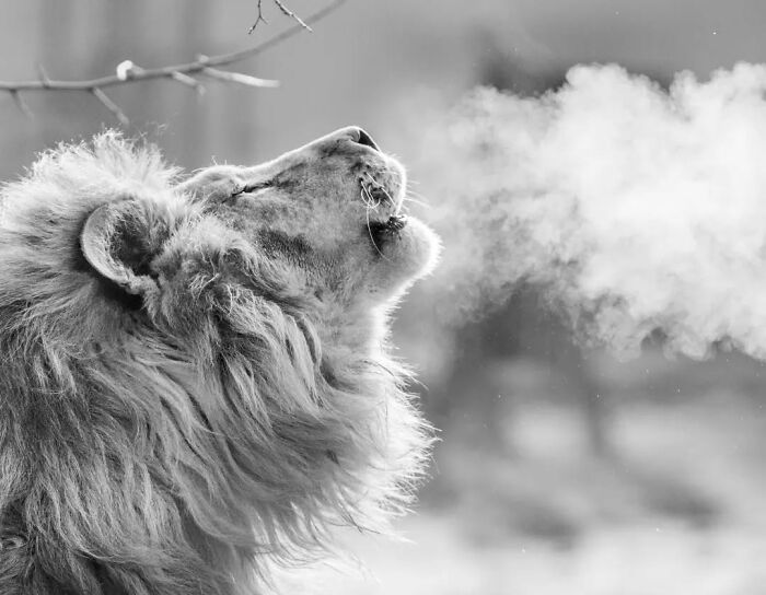 “When Color Disappears, The Soul Appears: Black-And-White Wildlife Photography”