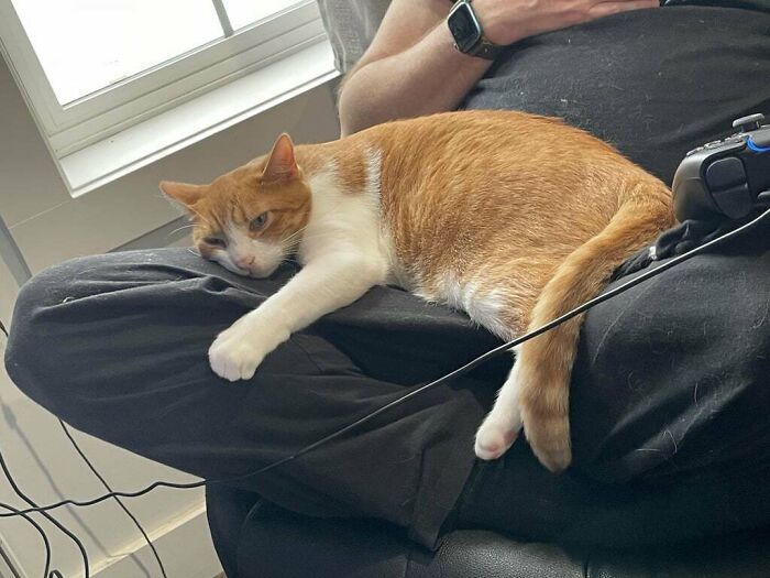 Man wearing black pants and smartwatch, sitting with a cat lying on his lap in a casual home setting.