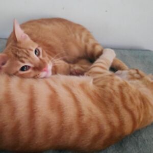 clarissadarmawan avatar