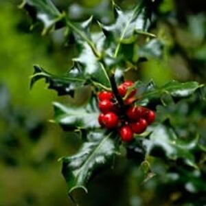 karla_zabriskie avatar