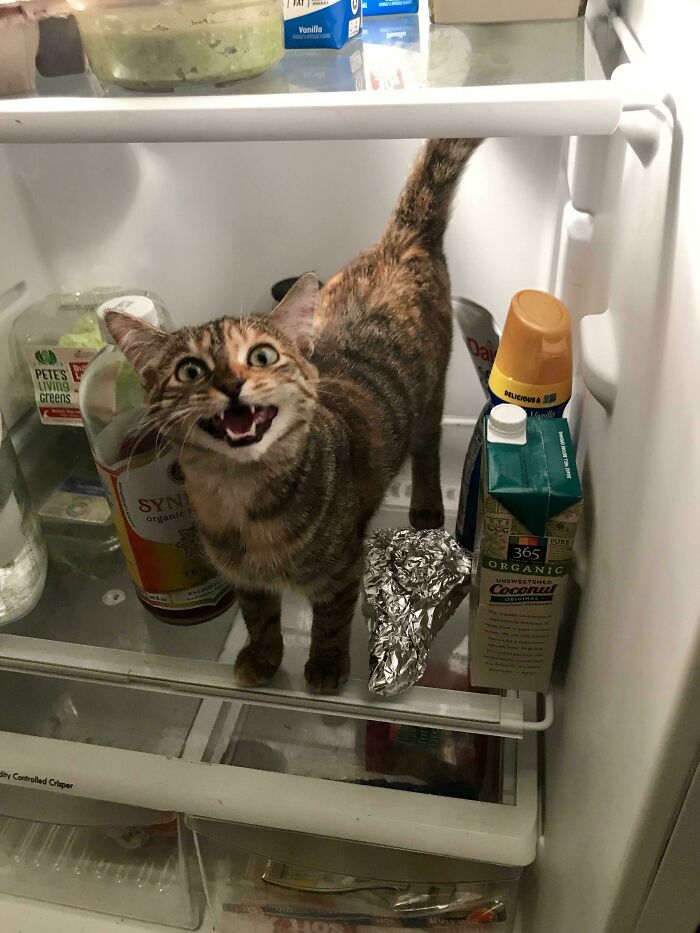 Tabby cat standing inside a fridge among various items, showing amusing fridge contents that defy Pinterest aesthetic vibes.