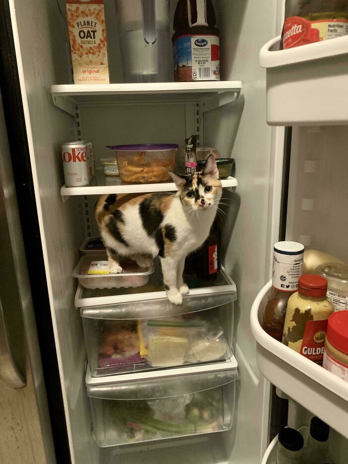 Calico cat standing inside an open fridge among various food containers and beverages, showcasing unusual fridge contents.