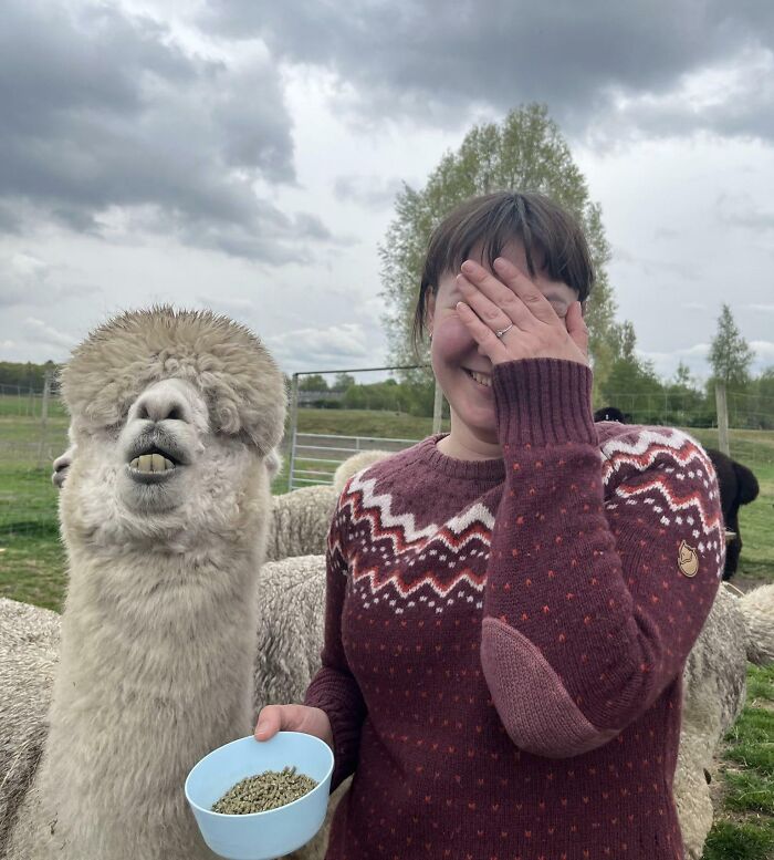 Woman laughing next to an alpaca making a silly face in a farm setting, captured in animals making silly faces photos.