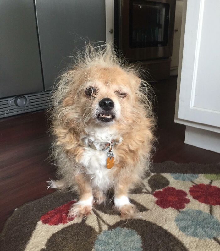 Small fluffy dog making a silly face indoors on a colorful rug, one eye closed, captured for animals making silly faces.
