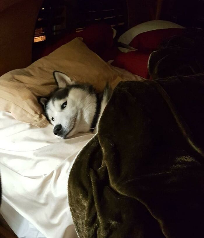 Husky lying in bed under a blanket making a silly face, one of the animals making silly faces caught on camera.