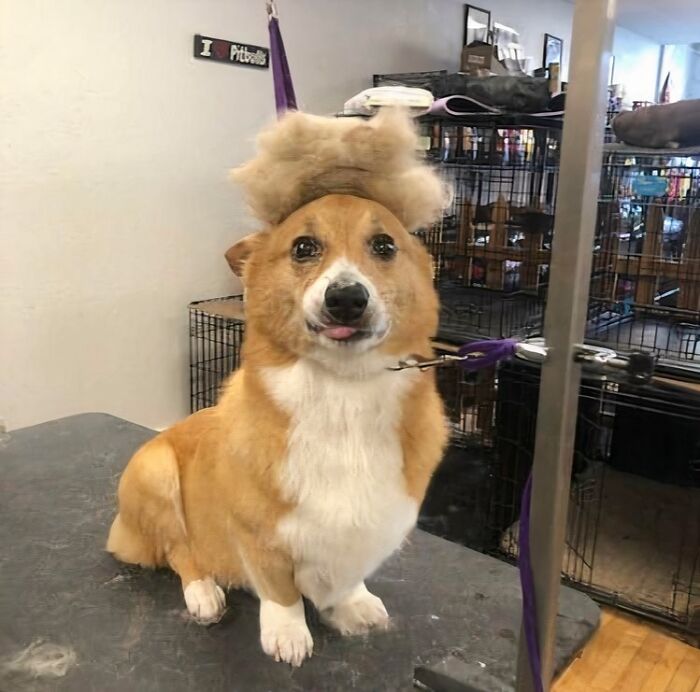 Corgi with silly face and groomed fur on head, captured in a fun moment of animals making silly faces indoors.