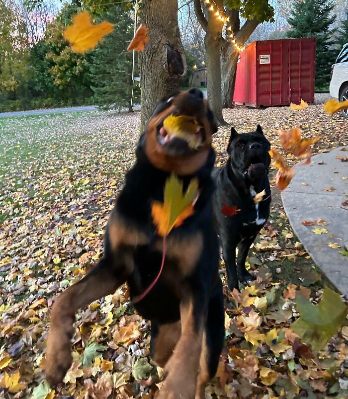 Two dogs making silly faces while playing with falling autumn leaves outdoors in a playful moment with animals.