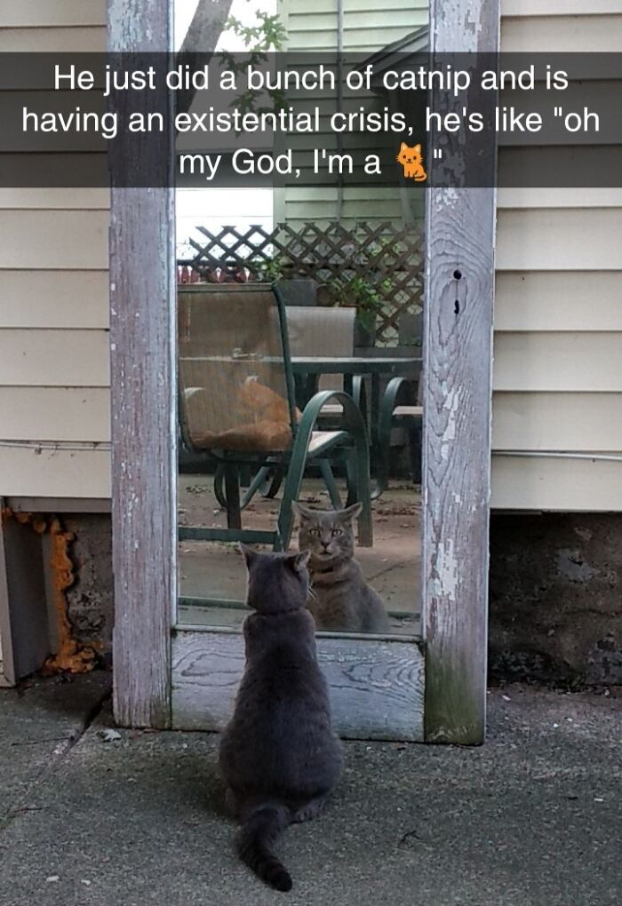 Cat making a silly face in front of a mirror, captured in a funny animal photo people were rushing to take.
