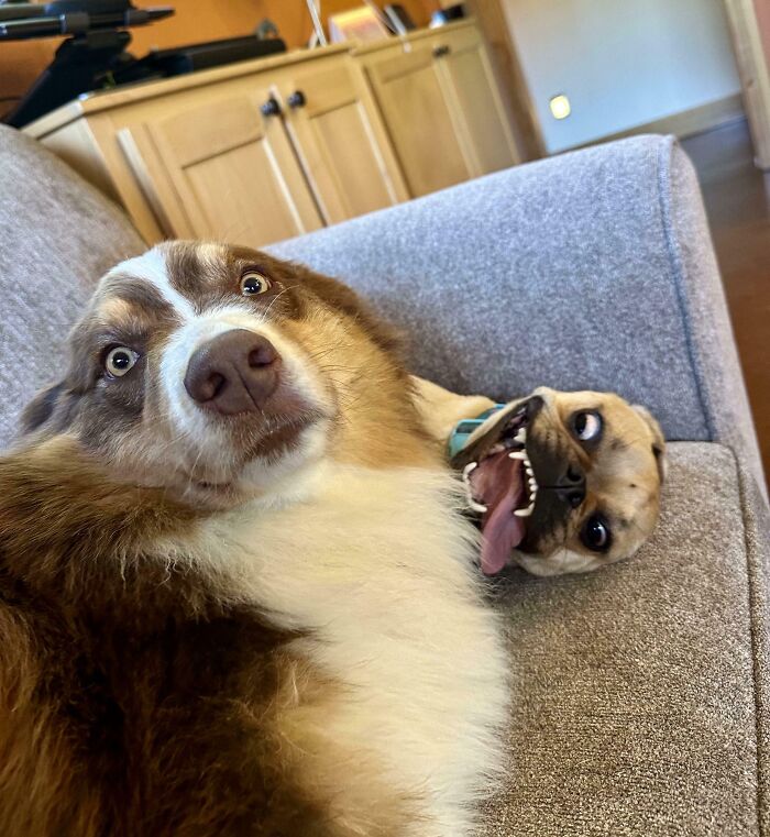 Two dogs making silly faces while lying on a couch, capturing animals making silly faces for photos.