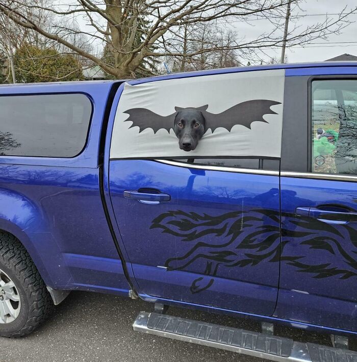 Black dog making silly faces with bat wings decal on blue truck, a funny animal pic capturing a playful moment outdoors.