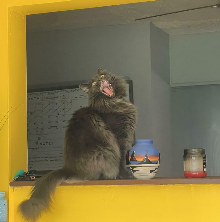 Fluffy gray cat making a silly face while sitting near a colorful vase, capturing animals making silly faces moment.