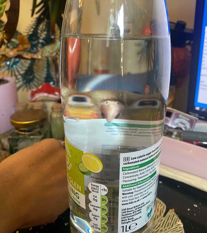 Parrot making a silly face distorted by a water bottle, capturing a funny animal moment for a quick photo.