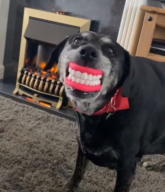 Dog wearing fake teeth toy making a silly face indoors, one of the animals making silly faces captured in a rushed pic.