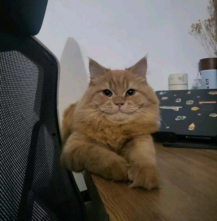 Fluffy orange cat making a silly face while resting paws on a desk, capturing a funny animal moment.