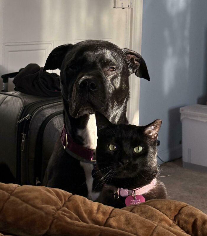 Black dog and black cat sitting close together, both making funny faces in soft indoor lighting.