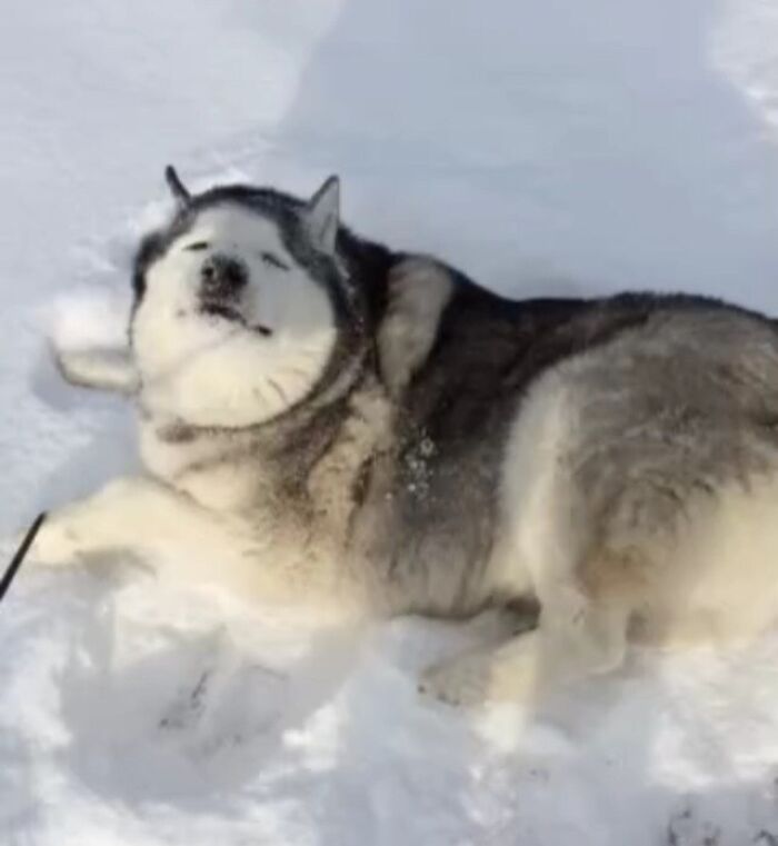 Siberian husky making a silly face while rolling in the snow, capturing animals making silly faces in candid moments