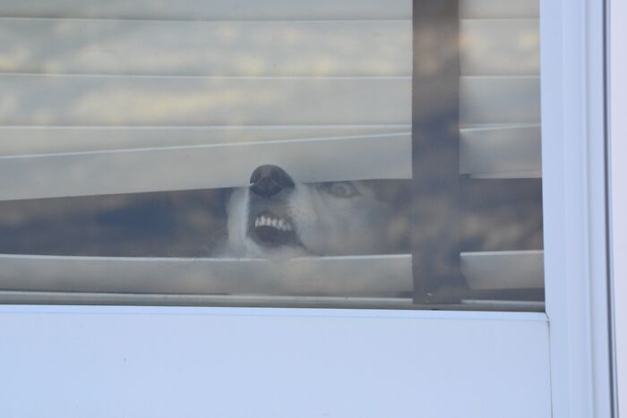 Dog making a silly face peeking through window blinds, capturing animals making silly faces in a funny moment.