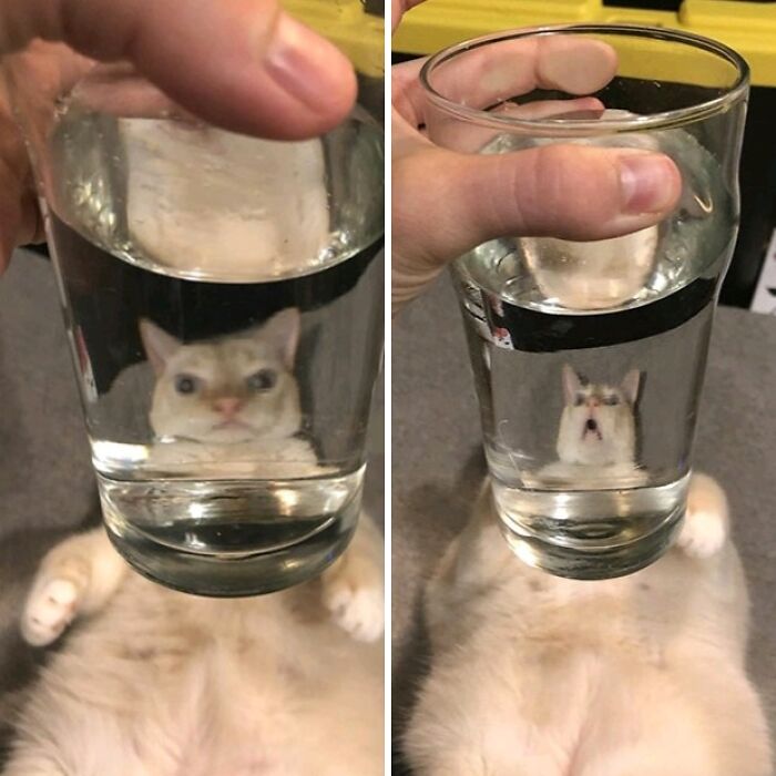 A cat making silly faces distorted through a glass of water, highlighting animals making silly faces in funny photos.