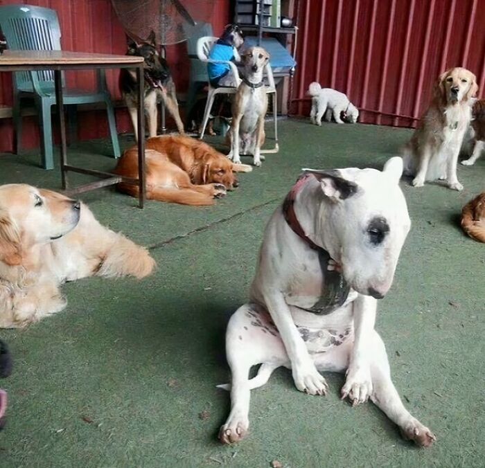 Several dogs indoors with one dog making a silly face sitting unusually, capturing animals making silly faces.