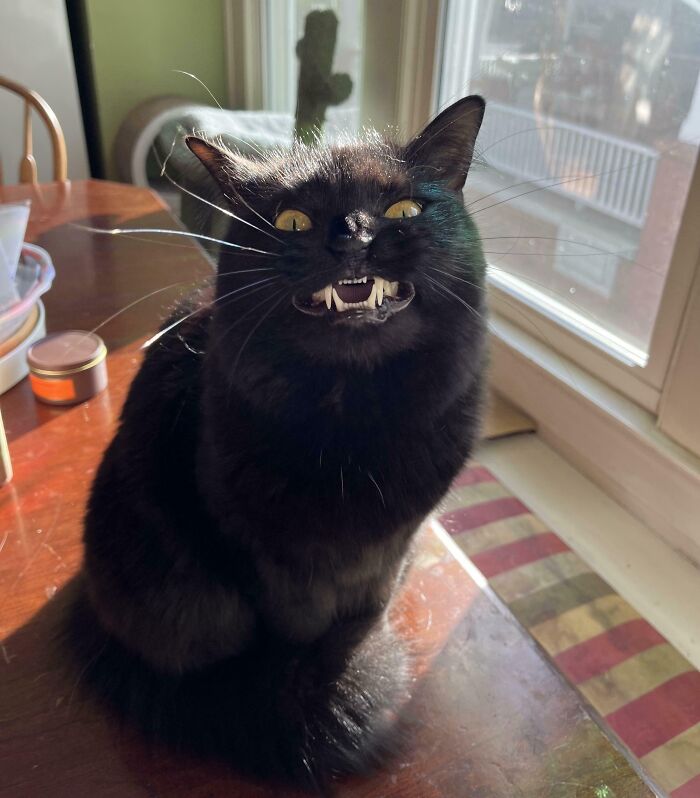 Black cat making a silly face with fangs showing while sitting on a table in sunlight, animal photo moment captured.