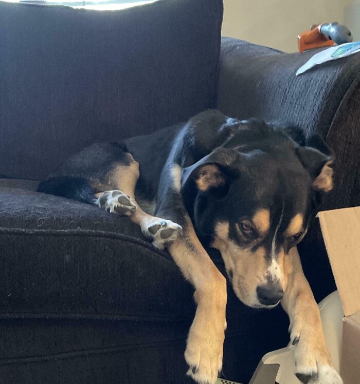 Dog making a silly face while laying on a dark couch, captured in a moment perfect for animal pic lovers.