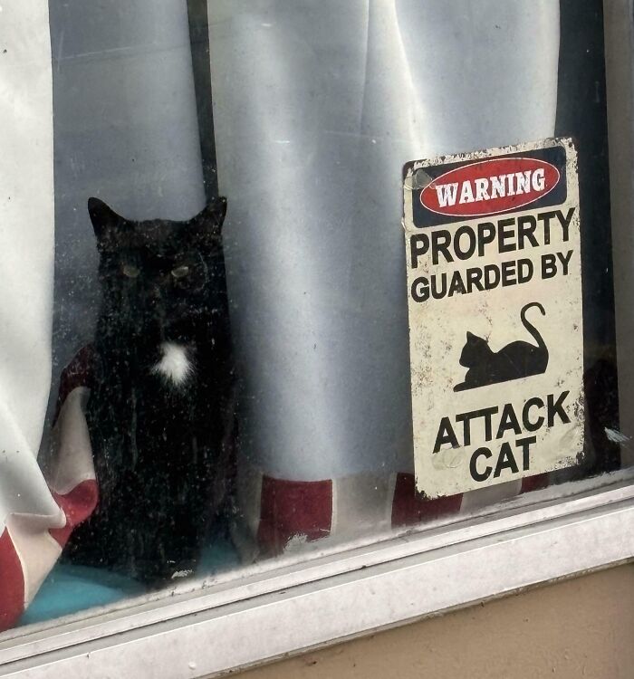 Black cat sitting behind a window near a warning sign about an attack cat, one of the animals making silly faces.