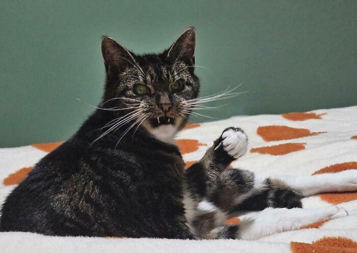 Cat making a silly face with raised paw, capturing a funny moment among animals making silly faces in new pics.