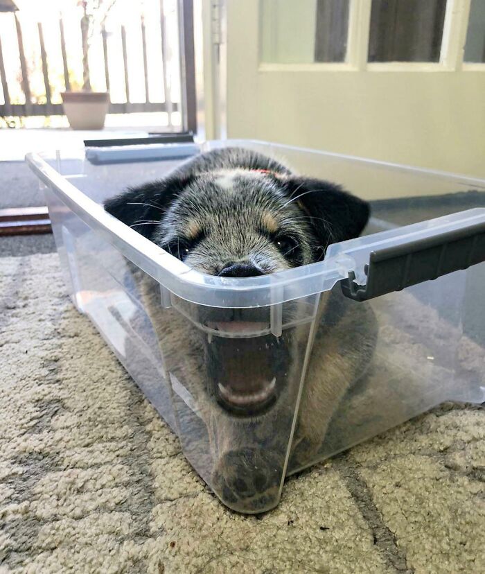 Playful puppy making silly faces inside a clear plastic container, capturing a funny moment of animals making silly faces.