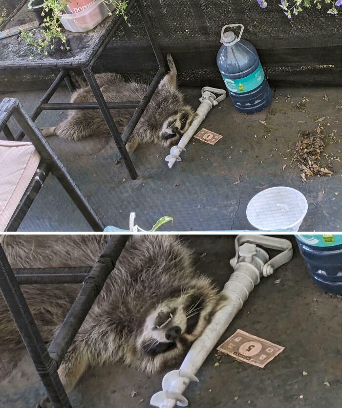Raccoon making a silly face lying on the ground under a table with a water jug and a fake dollar bill nearby.