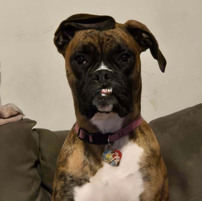 Boxer dog making a silly face while sitting on a couch, one ear flopped over and showing crooked teeth.