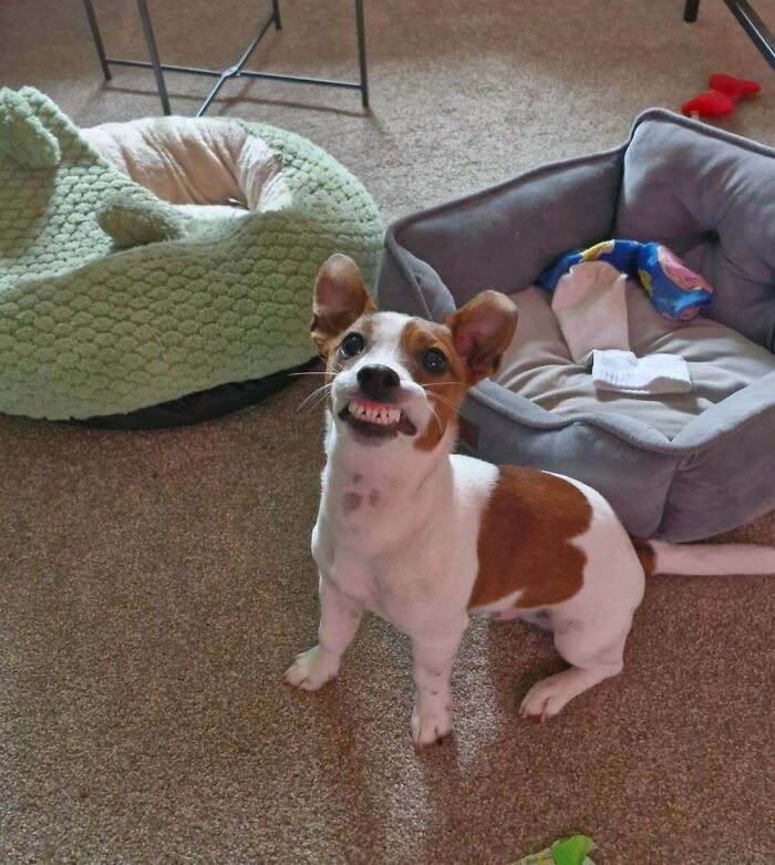 Small dog making a silly face while sitting on carpet near two pet beds, captured in a funny animal photo moment.
